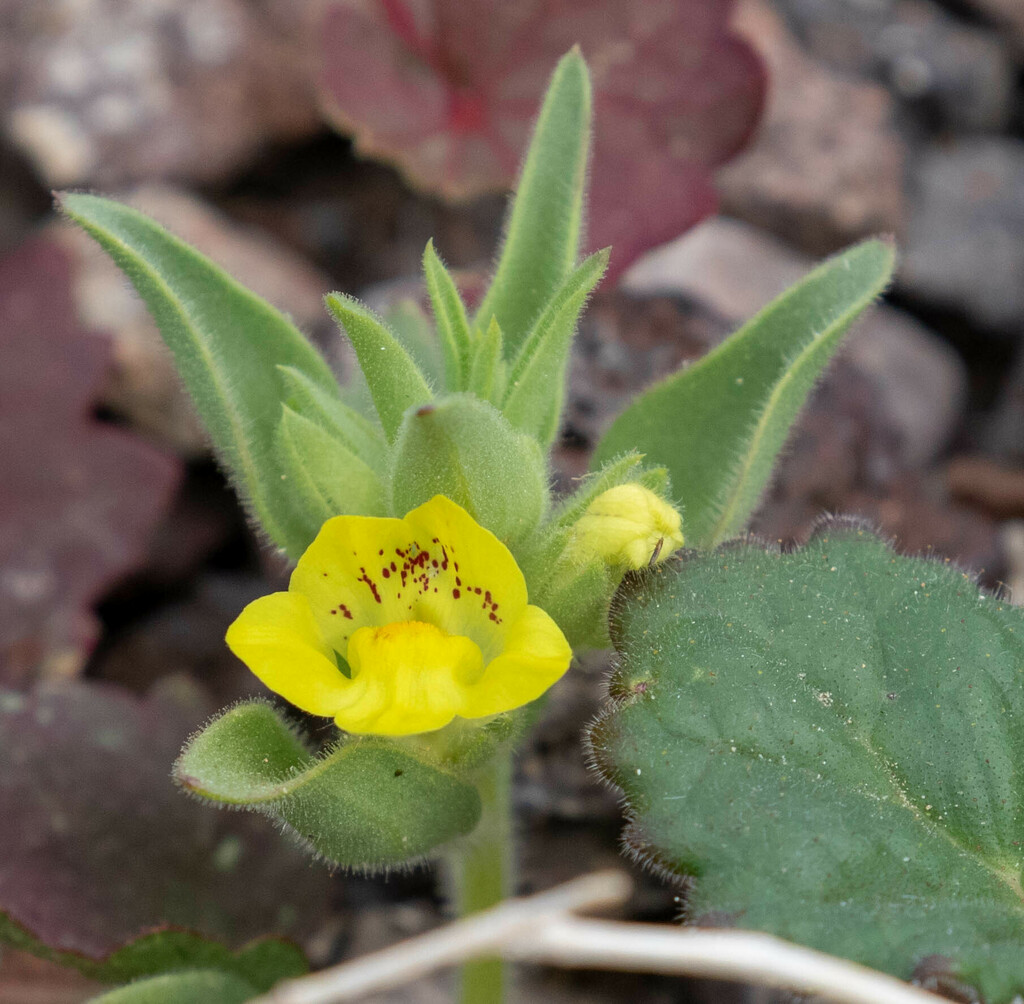 golden desert-snapdragon from Death Valley NP, Inyo County, CA, USA on ...