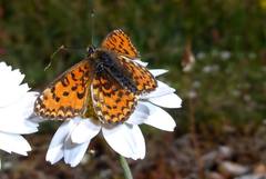Melitaea trivia