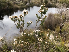 Epacris lanuginosa