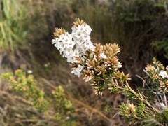 Epacris lanuginosa