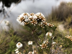 Epacris lanuginosa