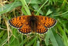 Melitaea varia