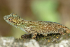 Anolis distichus