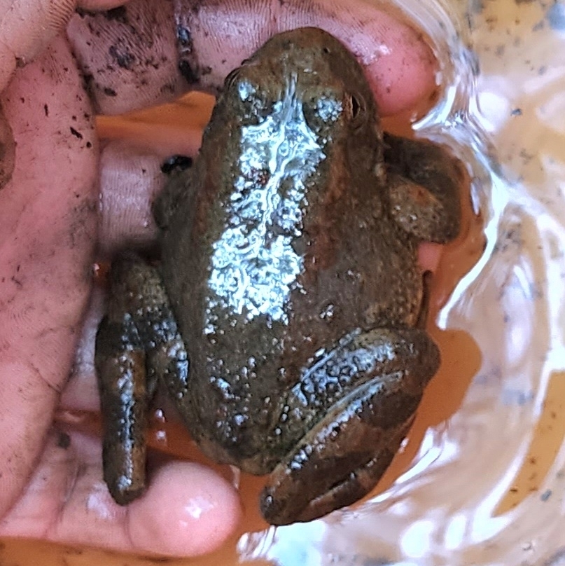 Foothill Yellow-legged Frog in March 2023 by Nancy Kelley · iNaturalist