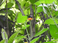 Bombus mexicanus image