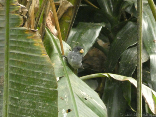Grey Seedeater (Sporophila intermedia), photo 7