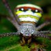 Signature Spider - Photo (c) Rohit George, some rights reserved (CC BY-SA), uploaded by Rohit George