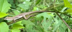 Anolis wellbornae