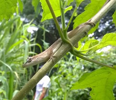 Anolis wellbornae
