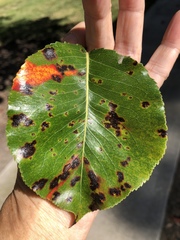 Gymnotelium blasdaleanum