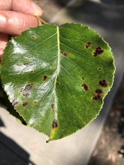 Gymnotelium blasdaleanum