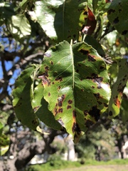 Gymnotelium blasdaleanum