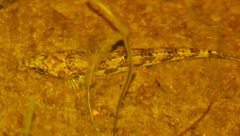 Pseudaphritis urvillii