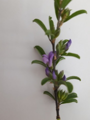 Psoralea rubicunda