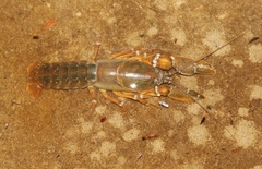 Spinastacoides inermis