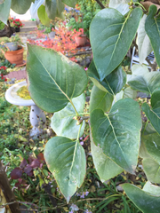 Syringa