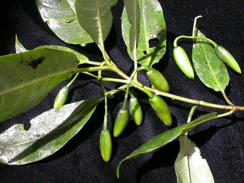 Geniostoma tinifolium