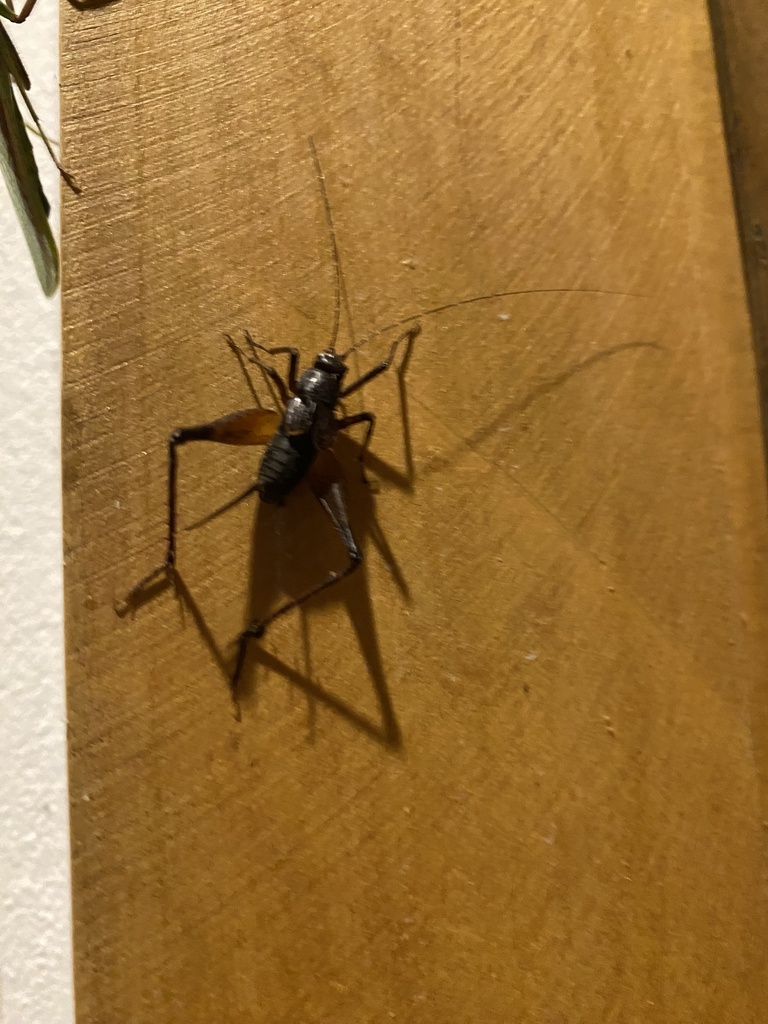 Sishiniheia