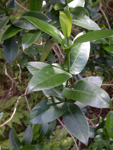 Geniostoma triflorum