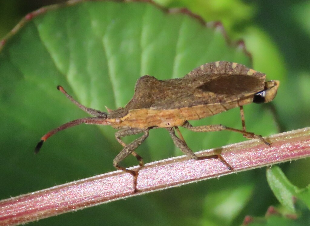 Enoplops bos