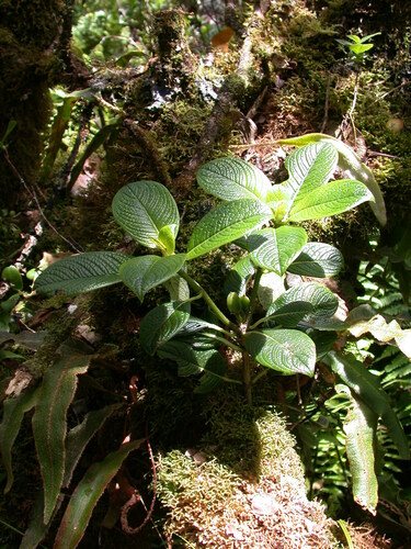 Geniostoma venosum observed 2002-06-25