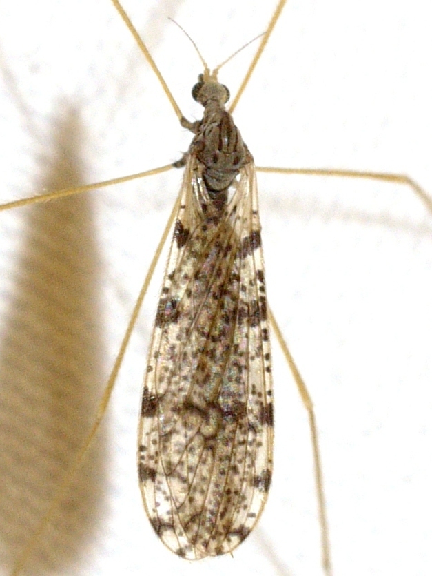 Dicranophragma angustulum