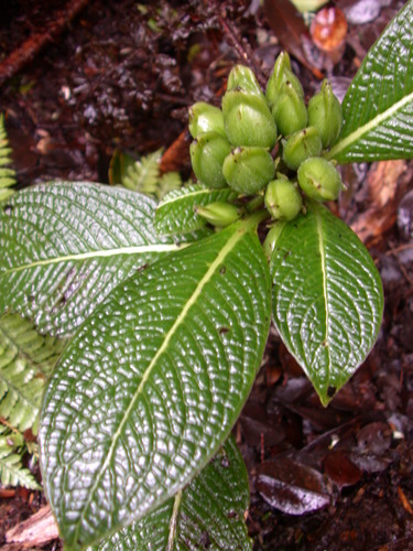 Geniostoma venosum observed 2004-03-16
