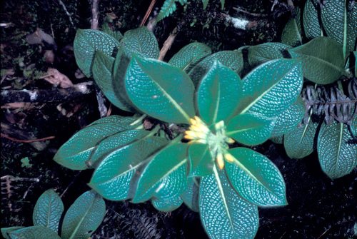 Maui labordia (Labordia venosa)