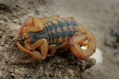 Centruroides ornatus