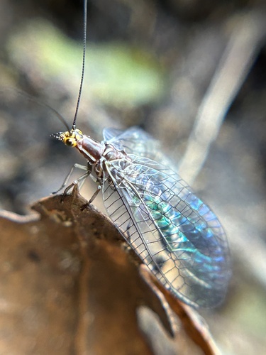 San Francisco Lacewing photo 3
