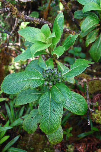 Geniostoma venosum observed 2010-06-10