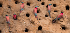 Southern Carmine Bee-Eater photo 4