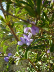 Psoralea rubicunda