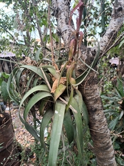 Tillandsia polystachia image