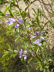 Psoralea rubicunda
