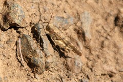 Trimerotropis occidentalis