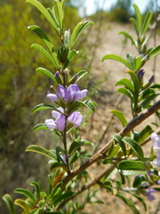 Psoralea rubicunda