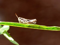 Phaedrotettix