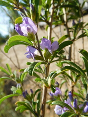 Psoralea rubicunda