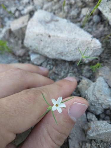Image of Linanthus bigelovii by no rights reserved