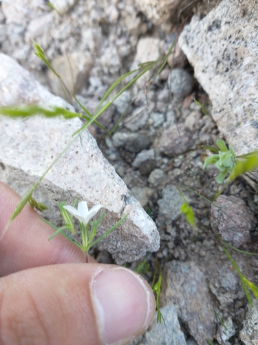 Image of Linanthus bigelovii by no rights reserved
