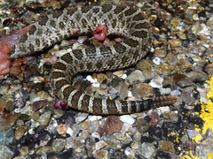 Sistrurus tergeminus