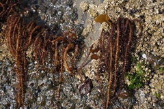 Cumagloia andersonii