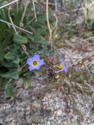 Fremont's phacelia (Phacelia fremontii)
