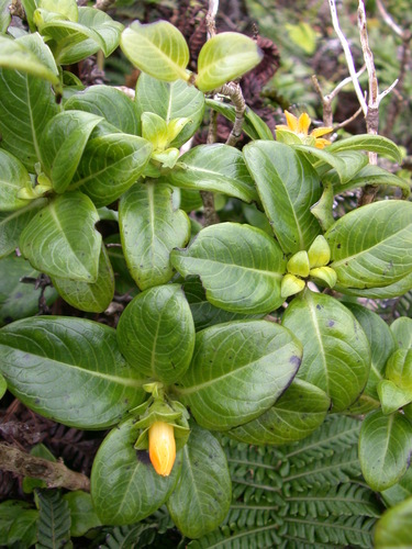 Geniostoma waiolani observed 2004-04-29