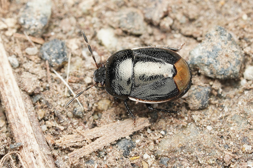 Photo of Bordered Shieldbug (Legnotus limbosus)