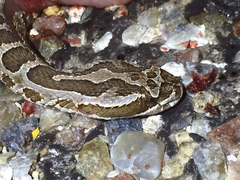 Sistrurus tergeminus