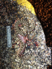 Sistrurus tergeminus