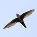 White-throated Swift - Photo (c) guyincognito, some rights reserved (CC BY-NC), uploaded by guyincognito