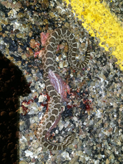 Sistrurus tergeminus